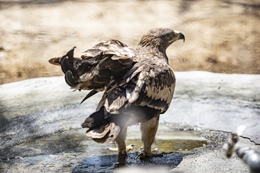 کلینیک بازپروری پارک پردیسان