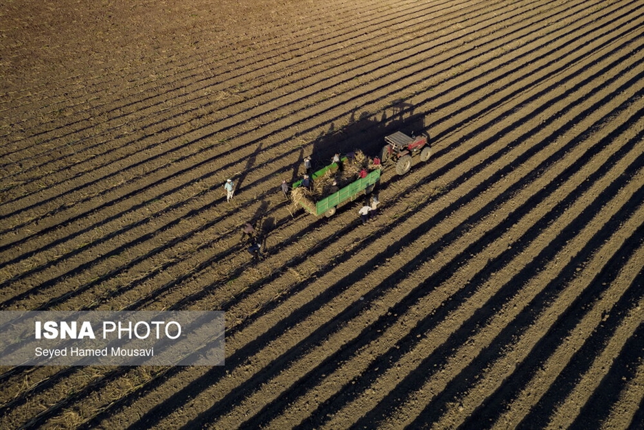 کشت سنتی نیشکر در هفت‌تپه
