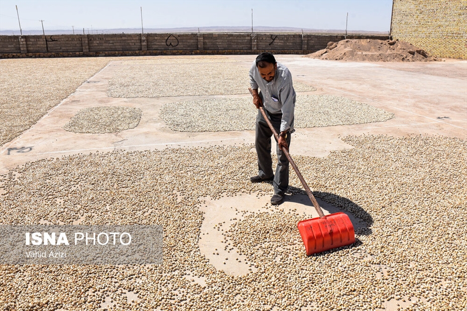 برداشت پسته از باغ‌های خراسان شمالی