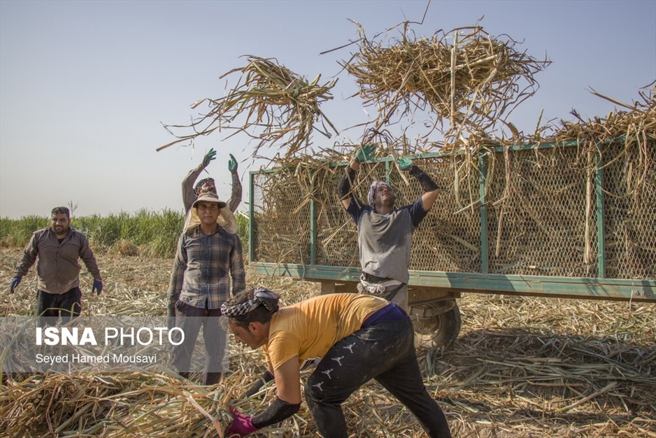 کشت سنتی نیشکر در هفت‌تپه