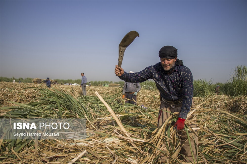 کشت سنتی نیشکر در هفت‌تپه