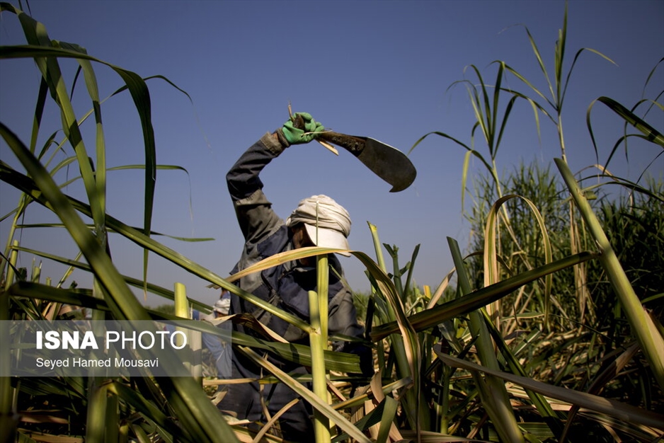کشت سنتی نیشکر در هفت‌تپه