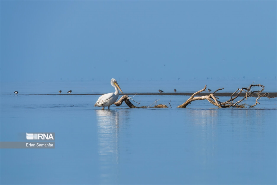 تالاب بین المللی آذینی