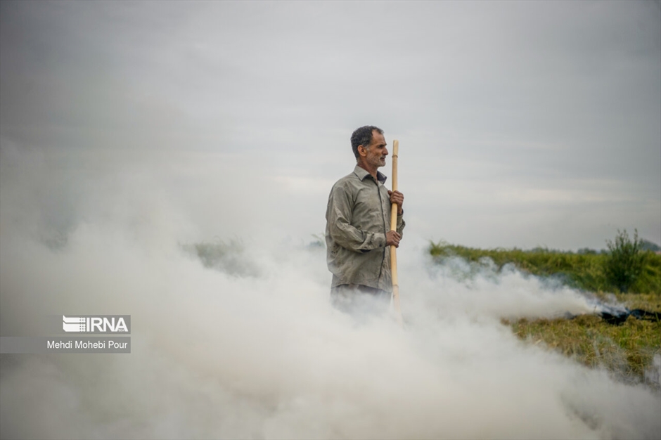 آتش زدن کاه؛ مرگ تدریجی شالیزارها