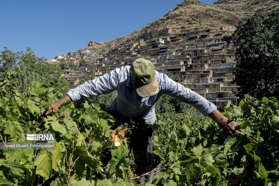 تولید کشمش «بولاو»