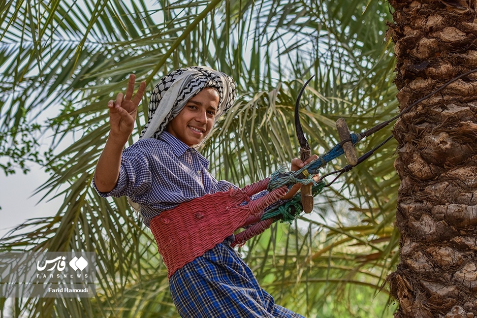 برداشت خرما از «نخلستان‌های آبادان»