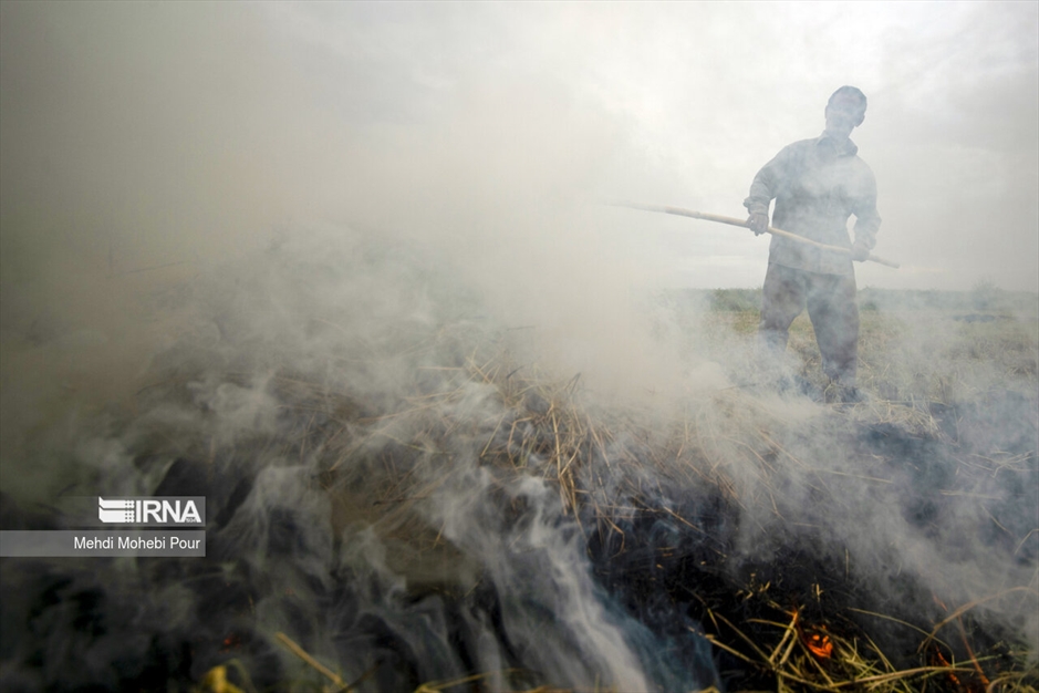 آتش زدن کاه؛ مرگ تدریجی شالیزارها