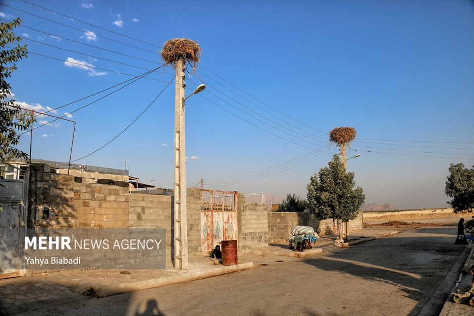 روستای «خوشینان علیا» میزبان لک لک‌ها
