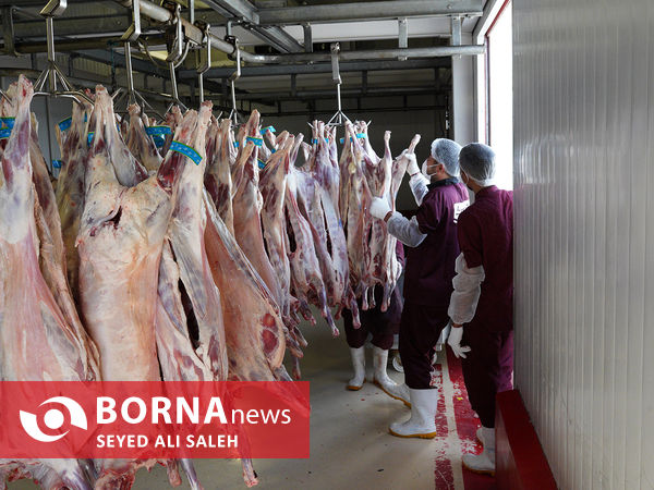 توزیع گوشت گرم وارداتی با نظارت وزارت جهاد
