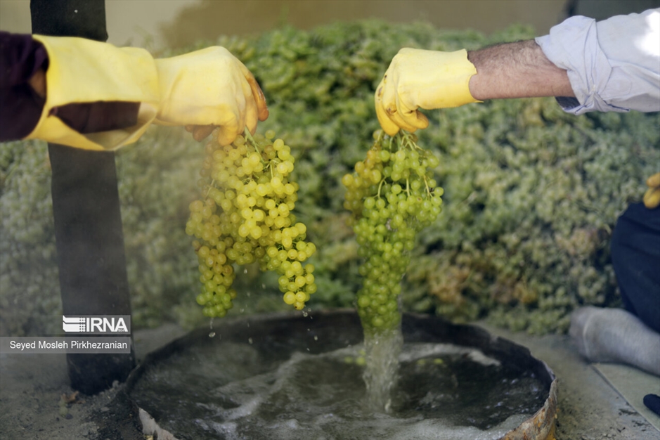 تولید کشمش «بولاو»