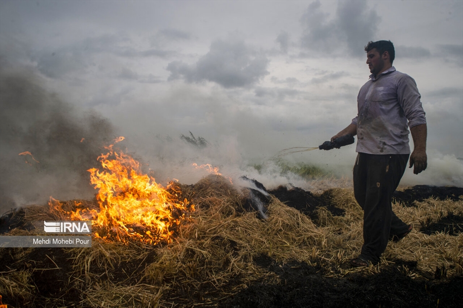 آتش زدن کاه؛ مرگ تدریجی شالیزارها