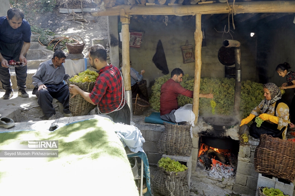 تولید کشمش «بولاو»