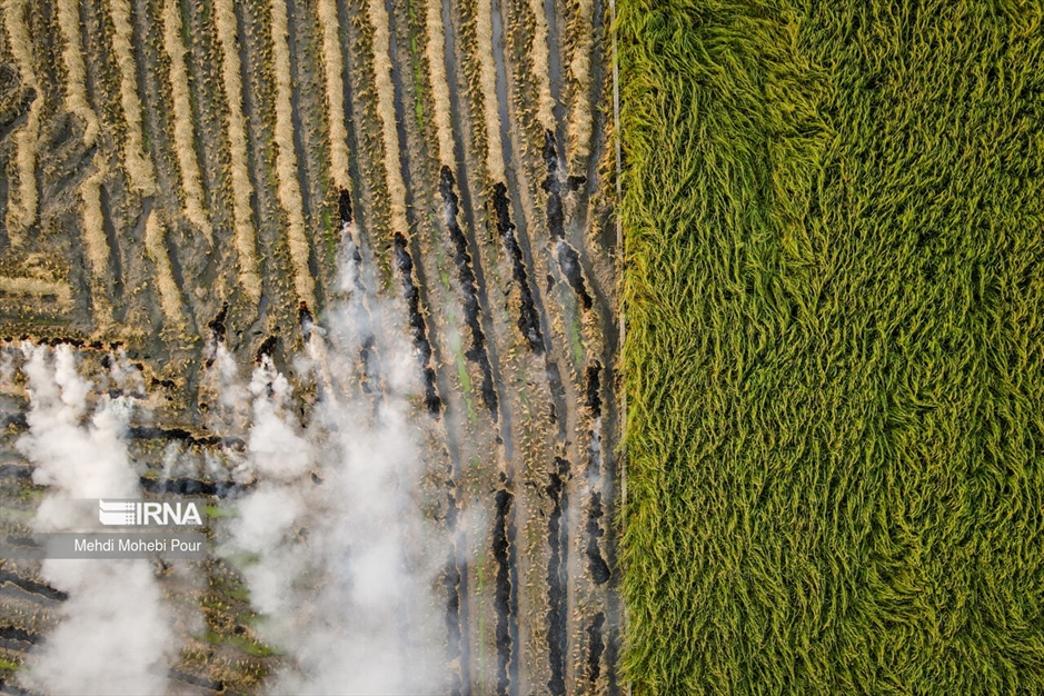 آتش زدن کاه؛ مرگ تدریجی شالیزارها