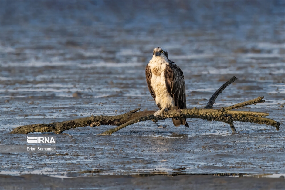 تالاب بین المللی آذینی