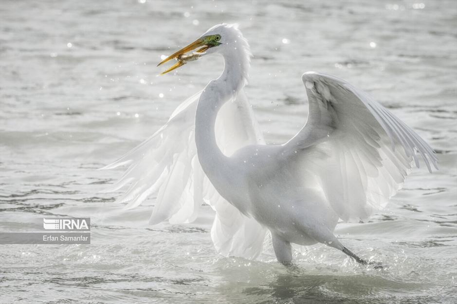 تالاب بین المللی آذینی