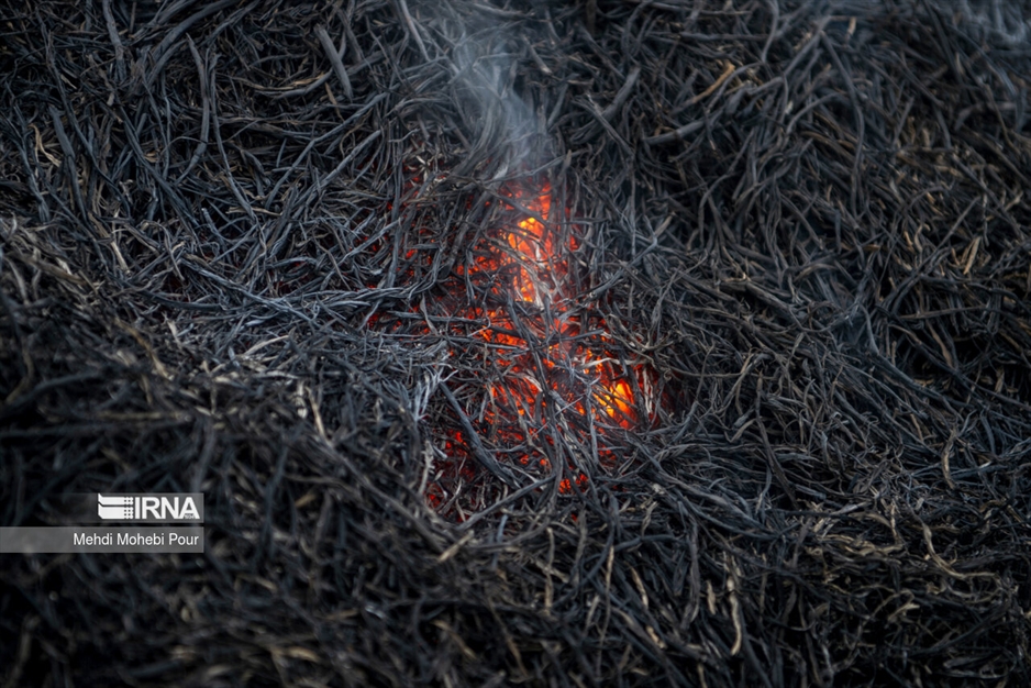 آتش زدن کاه؛ مرگ تدریجی شالیزارها