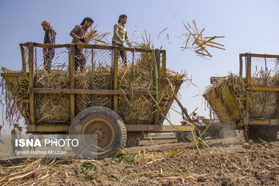 کشت سنتی نیشکر در هفت‌تپه