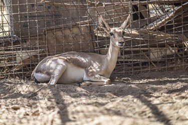 کلینیک بازپروری پارک پردیسان