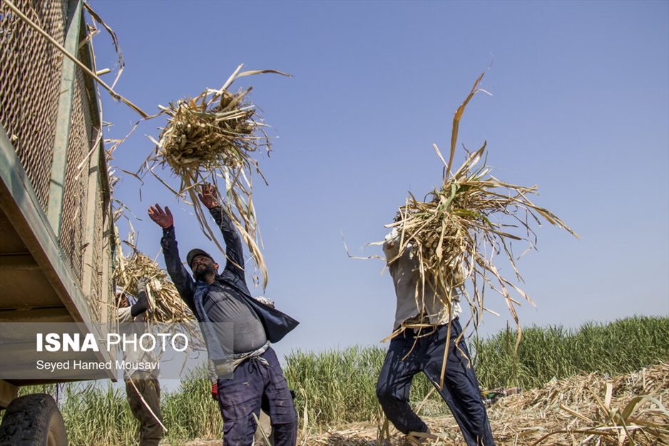 کشت سنتی نیشکر در هفت‌تپه