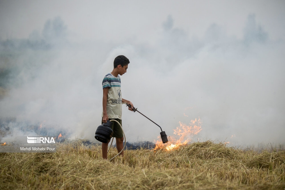 آتش زدن کاه؛ مرگ تدریجی شالیزارها
