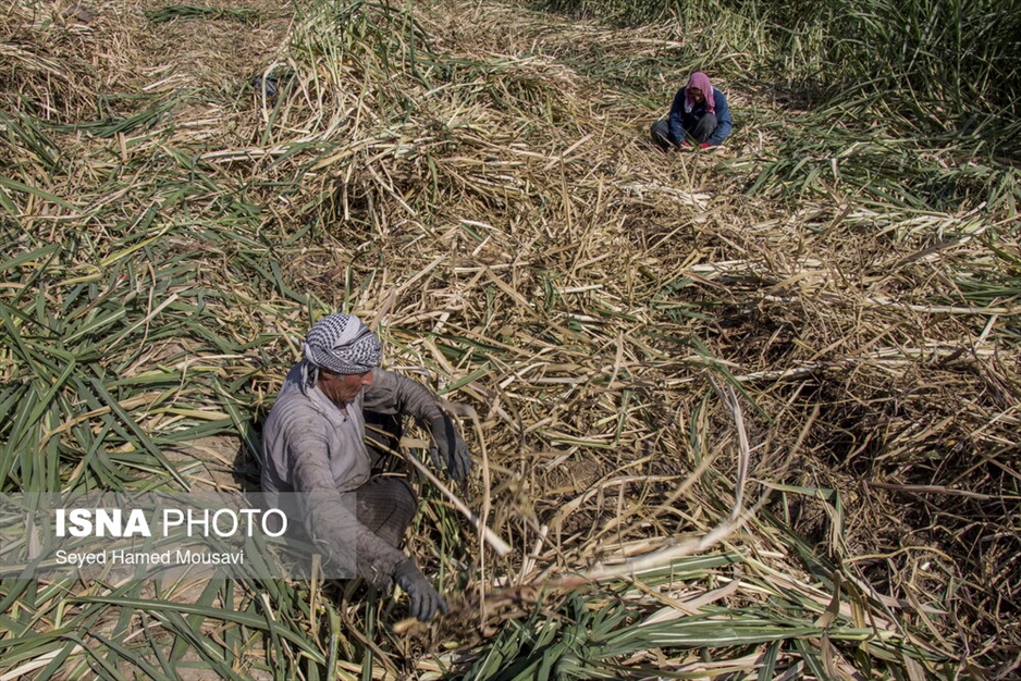 کشت سنتی نیشکر در هفت‌تپه
