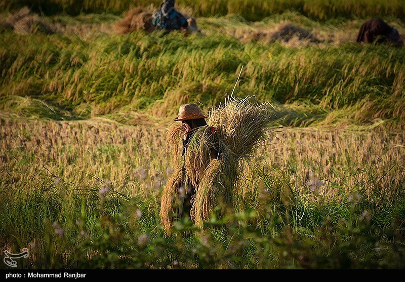 آخرین روزهای برداشت برنج در گیلان