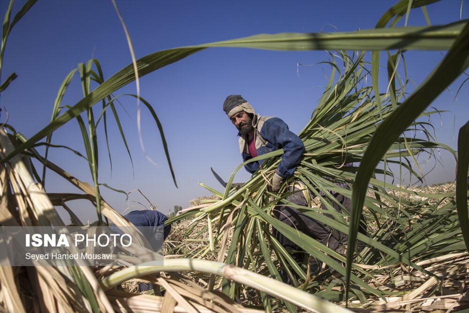 کشت سنتی نیشکر در هفت‌تپه
