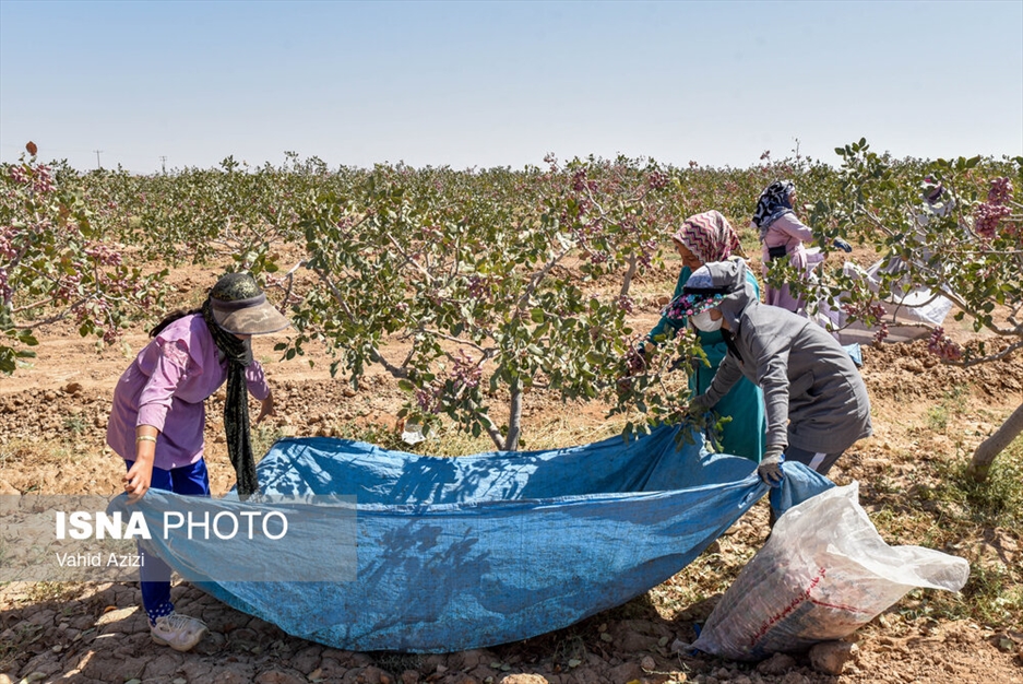 برداشت پسته از باغ‌های خراسان شمالی