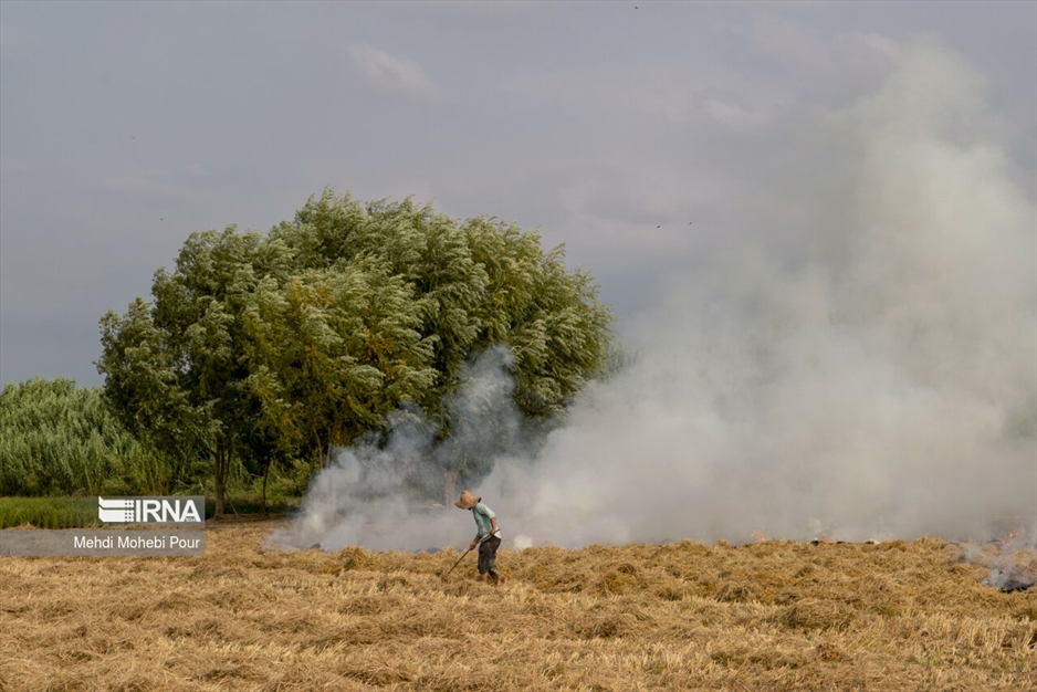 آتش زدن کاه؛ مرگ تدریجی شالیزارها