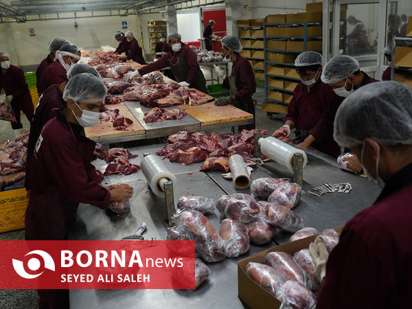 توزیع گوشت گرم وارداتی با نظارت وزارت جهاد