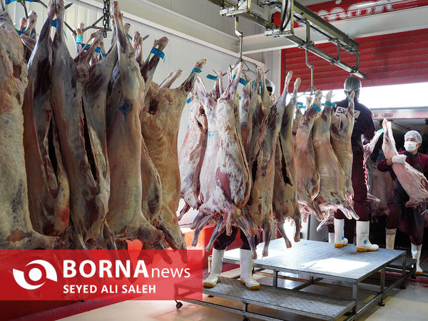 توزیع گوشت گرم وارداتی با نظارت وزارت جهاد