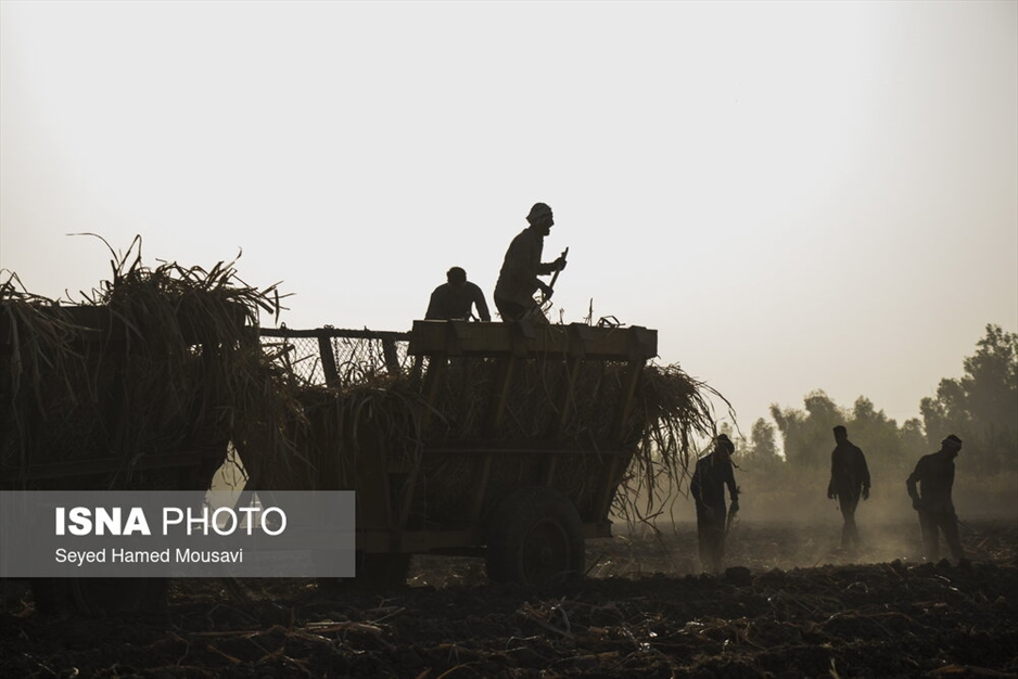 کشت سنتی نیشکر در هفت‌تپه