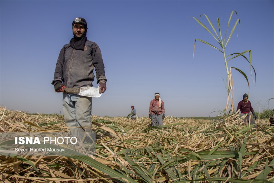کشت سنتی نیشکر در هفت‌تپه