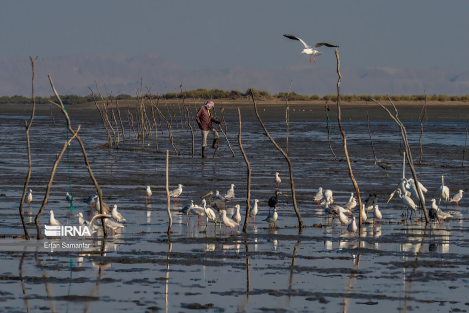 تالاب بین المللی آذینی