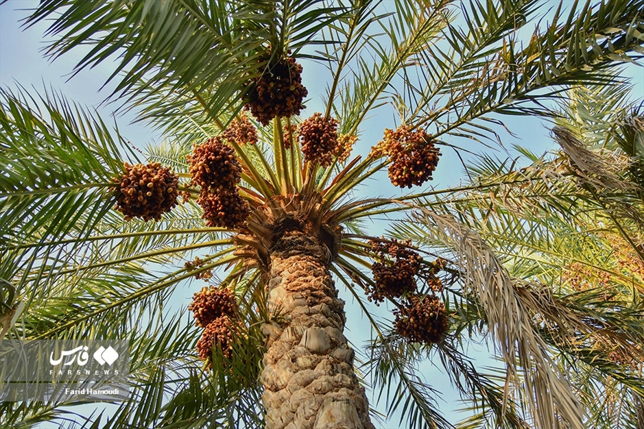 برداشت خرما از «نخلستان‌های آبادان»