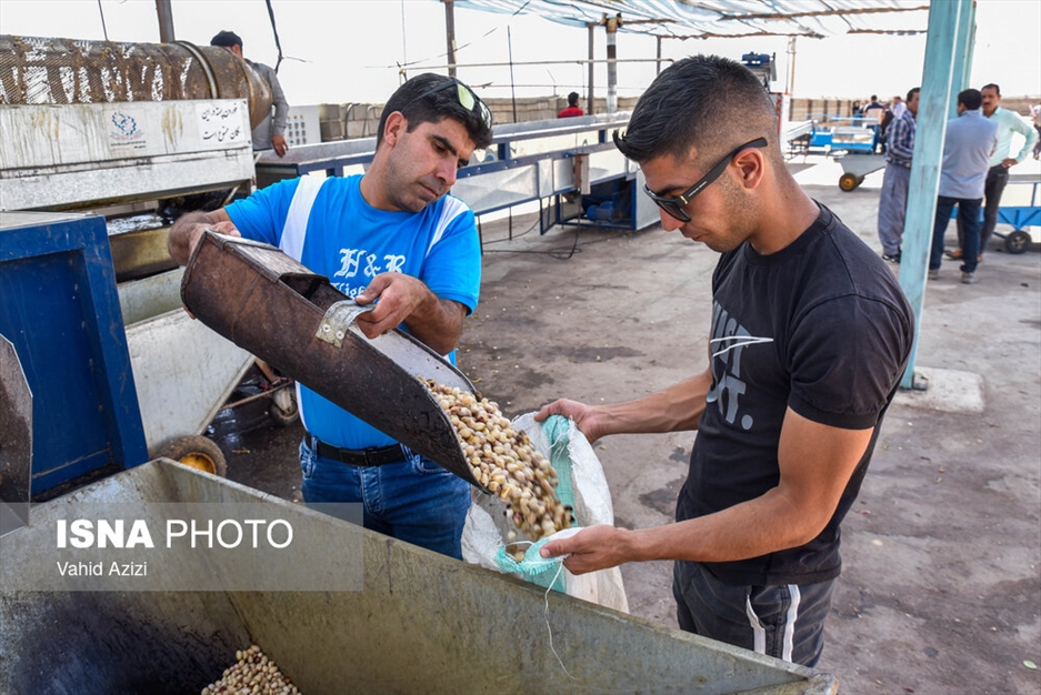 برداشت پسته از باغ‌های خراسان شمالی