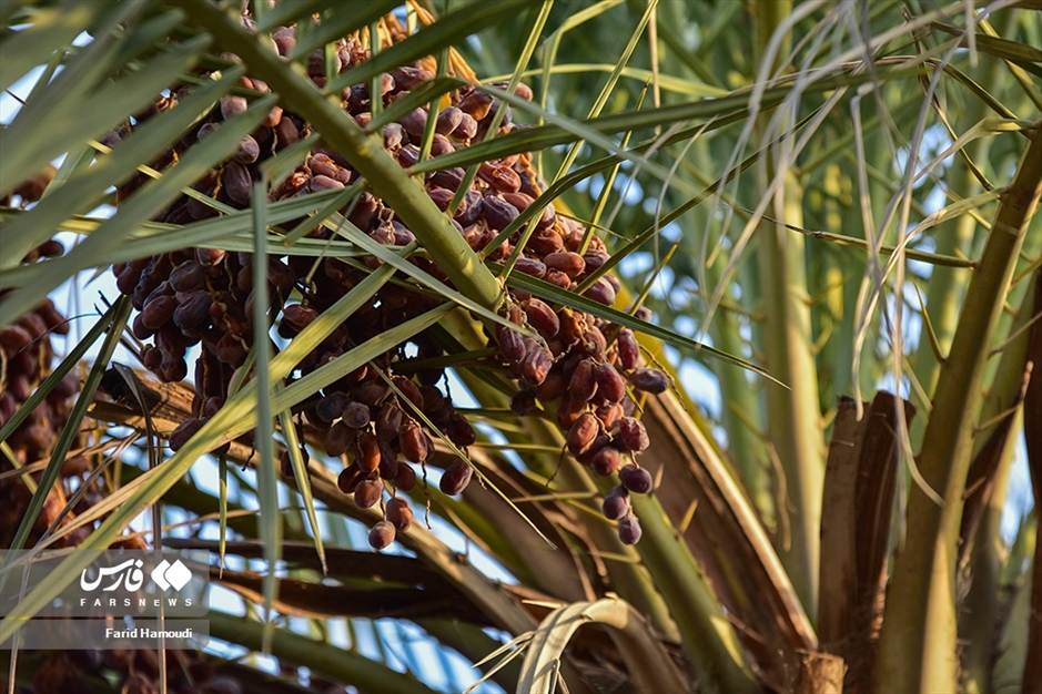 برداشت خرما از «نخلستان‌های آبادان»