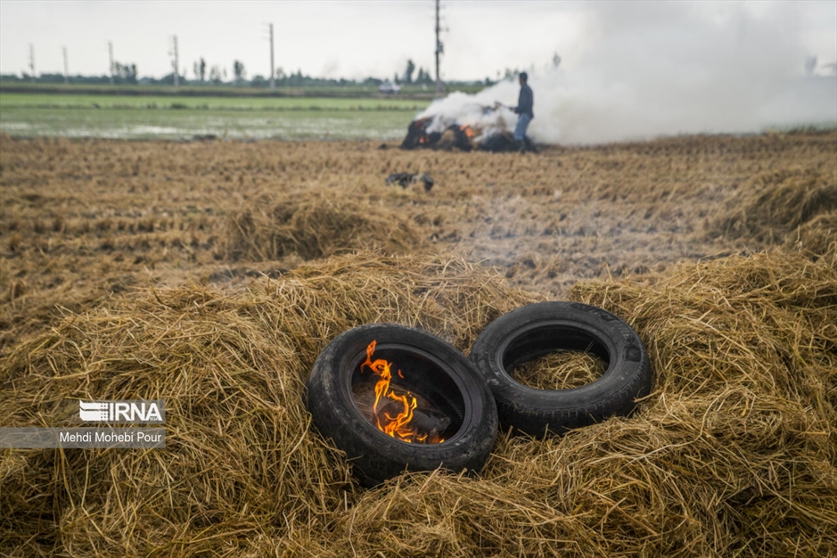 آتش زدن کاه؛ مرگ تدریجی شالیزارها