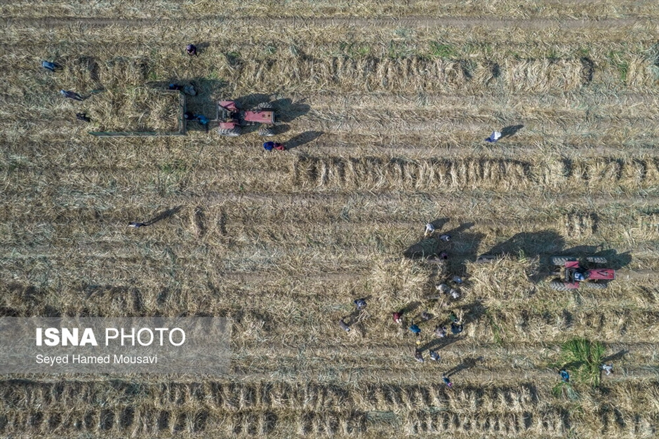 کشت سنتی نیشکر در هفت‌تپه