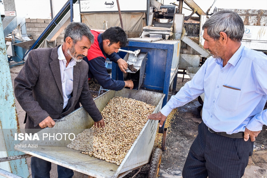برداشت پسته از باغ‌های خراسان شمالی