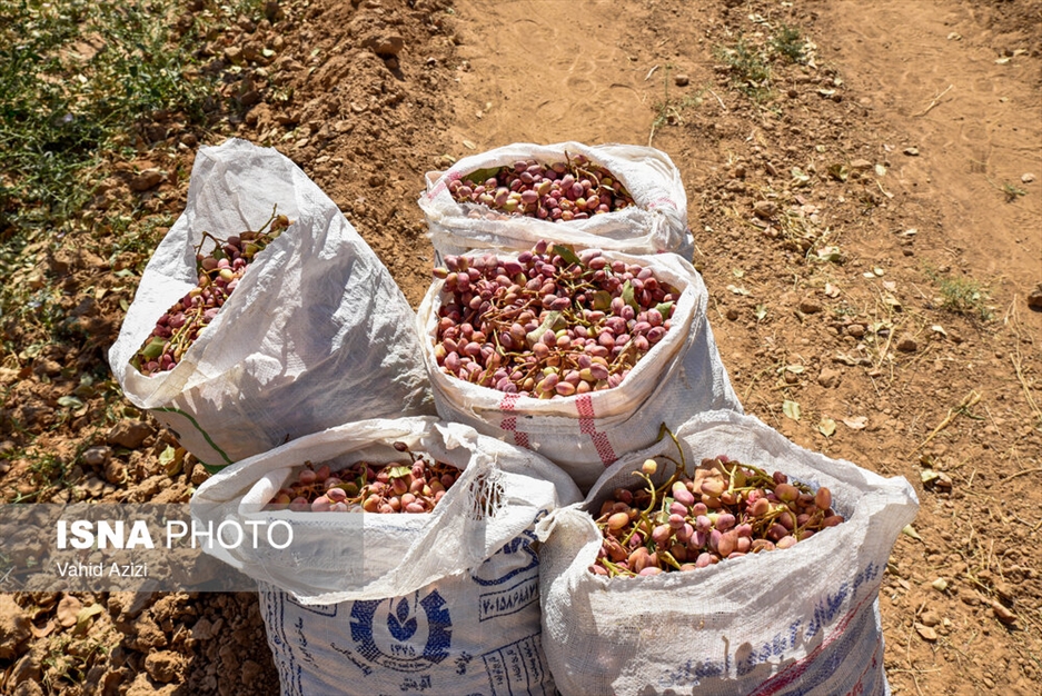 برداشت پسته از باغ‌های خراسان شمالی