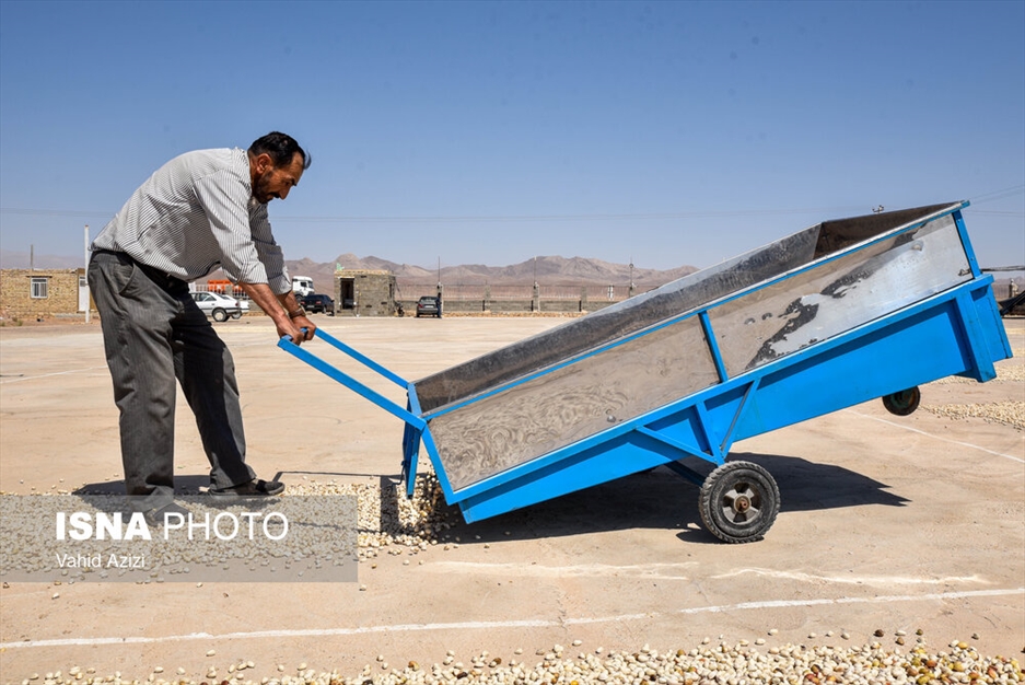 برداشت پسته از باغ‌های خراسان شمالی
