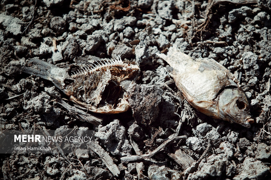 نفس‌های آخر «تالاب پیرسلمان»