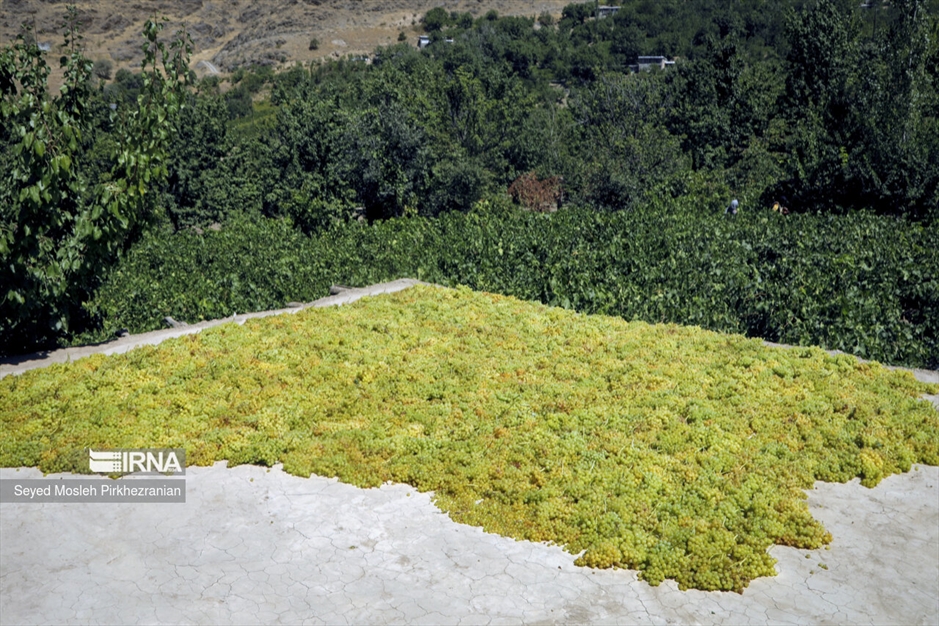 تولید کشمش «بولاو»