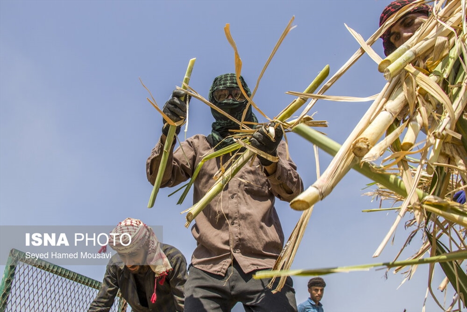 کشت سنتی نیشکر در هفت‌تپه