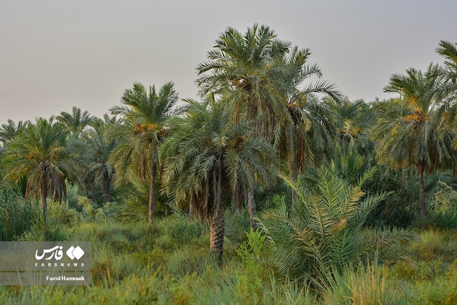 برداشت خرما از «نخلستان‌های آبادان»