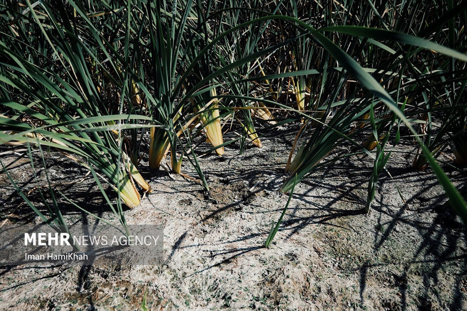 نفس‌های آخر «تالاب پیرسلمان»