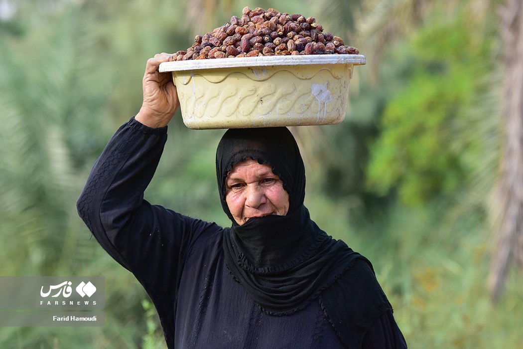 برداشت خرما از نخلستانهای آبادان