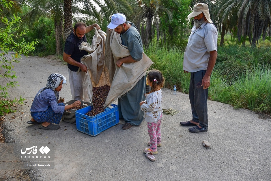 برداشت خرما از «نخلستان‌های آبادان»
