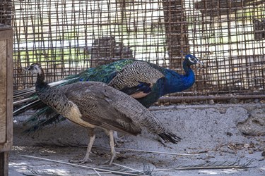 کلینیک بازپروری پارک پردیسان